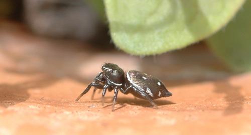 Heliophanus kochii